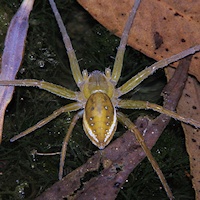 Clever Fishing Spider (Dolomedes facetus)