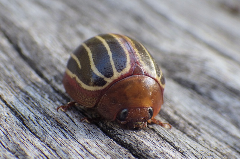 Acacia leaf beetle (Dicranosterna bipuncticollis)
