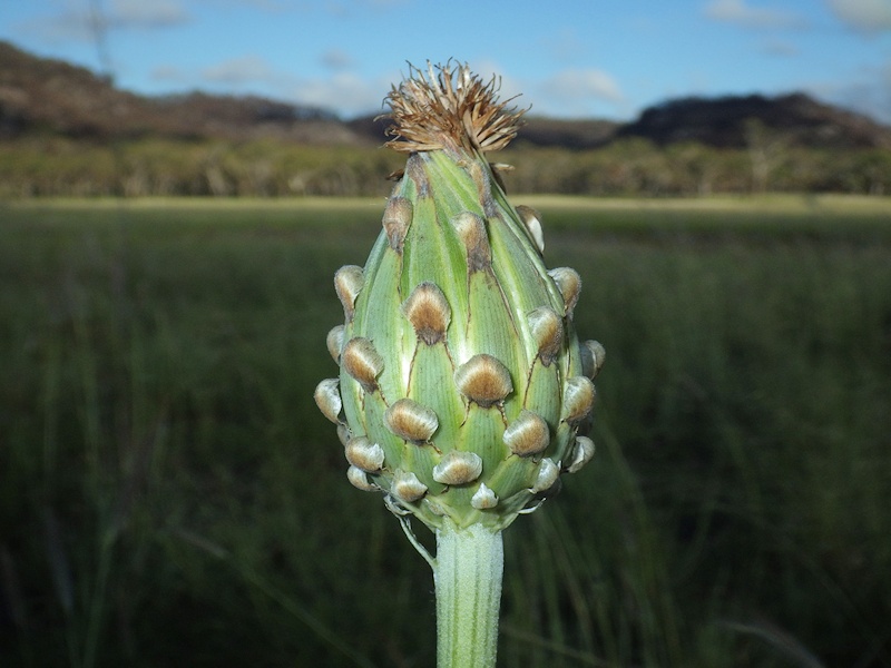 Austral Cornflower (Stemmacantha australis)