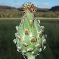 Austral Cornflower (Stemmacantha australis)