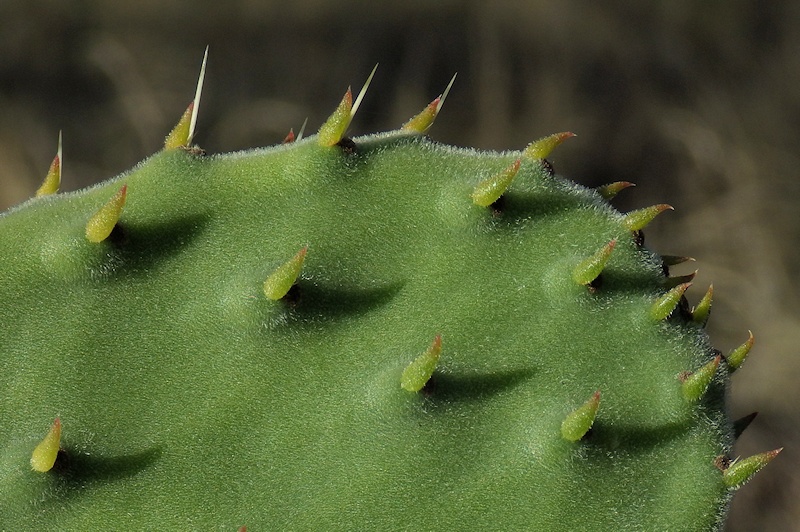 Unidentified cactus