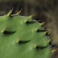 Unidentified cactus