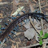 Unidentified blue-legged centipede