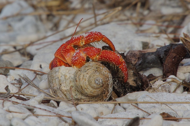 Unidentified Hermit Crab