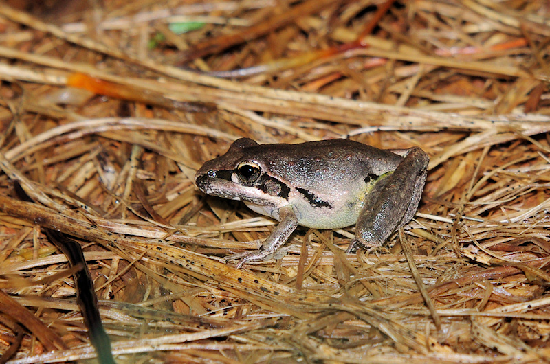  Broad Palmed Rocketfrog (Litoria latopalmata)