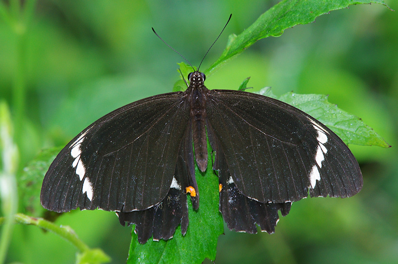  Orchard Swallowtail (Papilio aegeus) Male