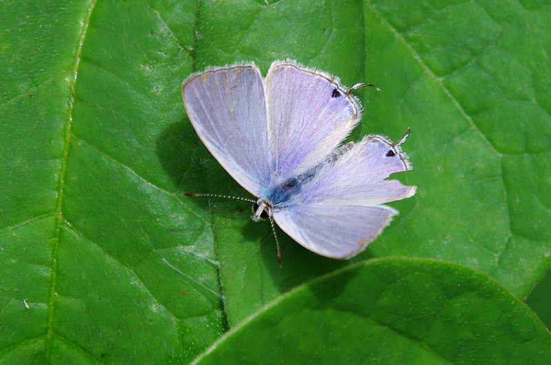  Pale Pea-blue (Catochrysops panormus) Male