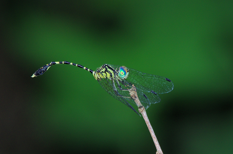  Common Archtail (Nannophlebia risi)