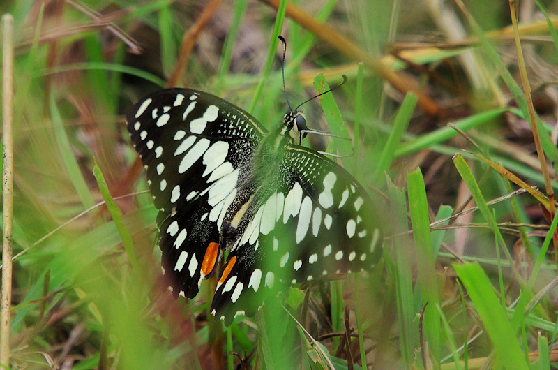  Chequered Swallowtail (Papilio demoleus) Male