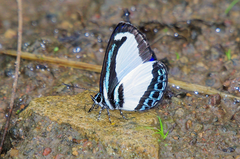  Small Green-banded Blue (Psychonotis caelius) Male