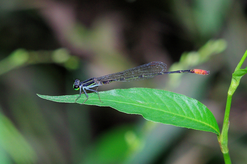  Red-Tipped Shadefly (Argiocnemis rubescens) Male