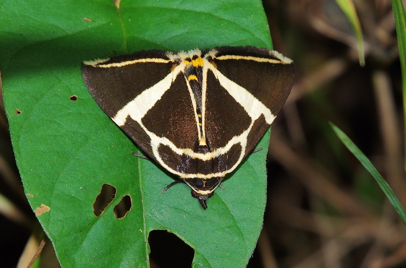  Moth sp. (Fodina ostorius)