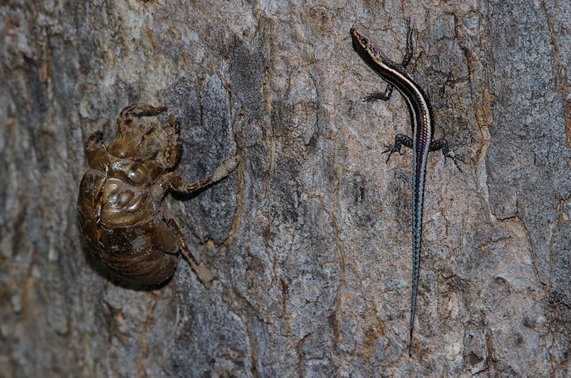  Elegant snake-eyed skink (Cryptoblepharus pulcher) and Cicada exuviae