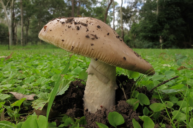  Unidentified Mushroom