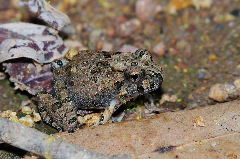  Ornate Burrowing Frog (Platyplectrum ornatum) sub-adult