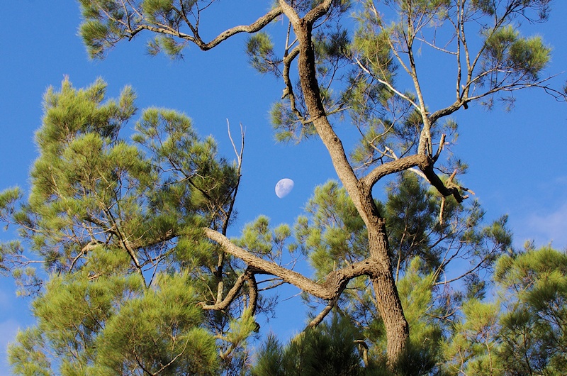  Tree and moon