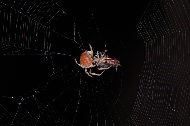  Spider with prey