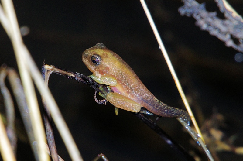  Froglet, probably Eastern Dwarf Tree Frog (Litoria fallax)