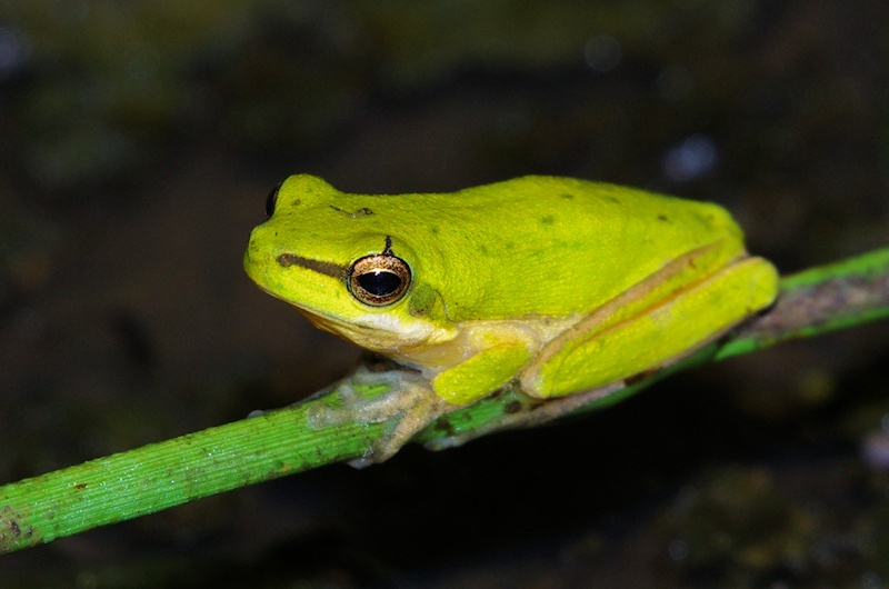  Eastern Dwarf Tree Frog (Litoria fallax)