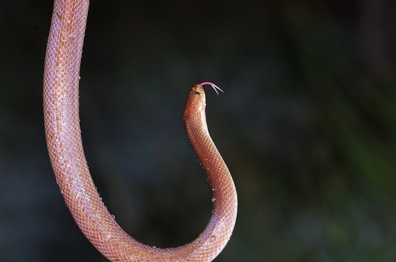  Dunmall's snake (Furina dunmalli)