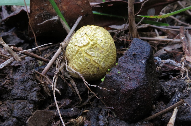  Unidentified puffball fungi
