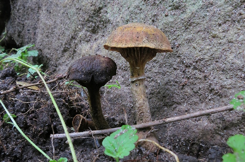  Unidentified mushrooms