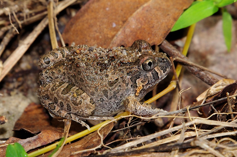  Ornate Burrowing Frog (Platyplectrum ornatum)