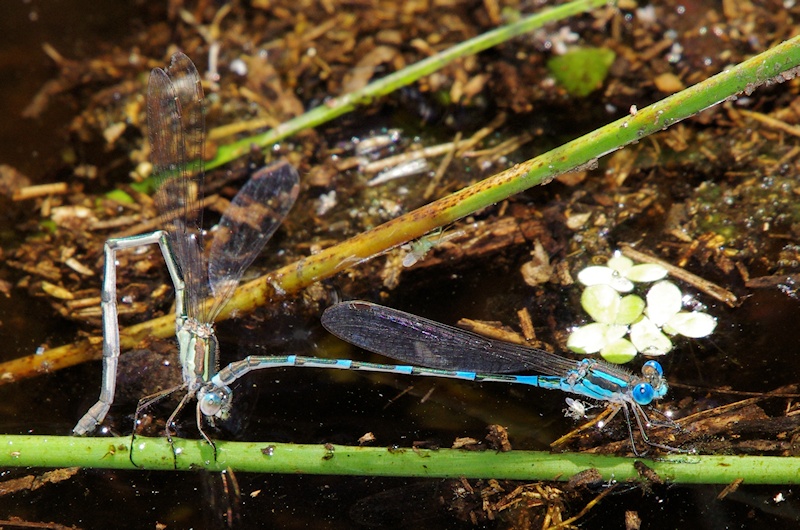  Wandering Ringtail (Austrolestes leda) tandem egg laying