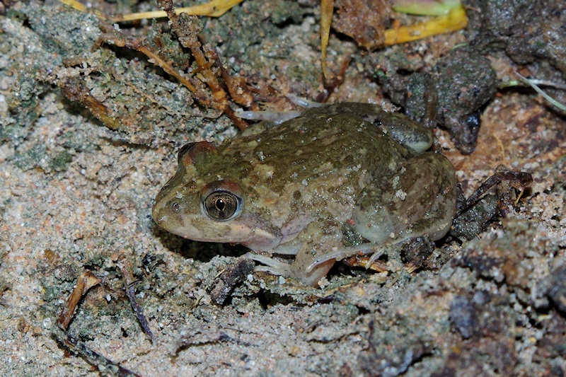 Long-thumbed Frog (Limnodynastes fletcheri)