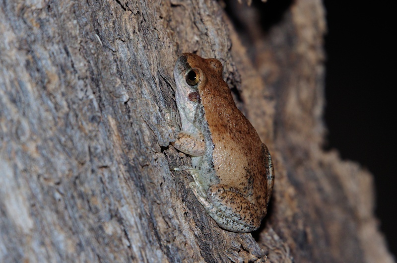  Red Tree Frog (Litoria rubella)