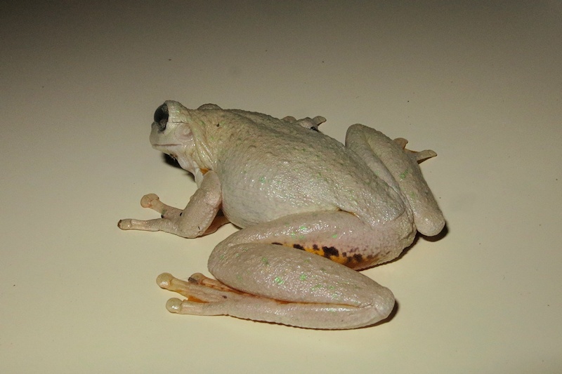  Peron's Tree Frog (Litoria peronii)