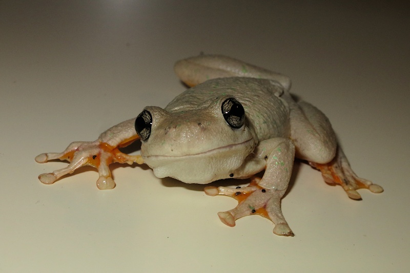  Peron's Tree Frog (Litoria peronii)