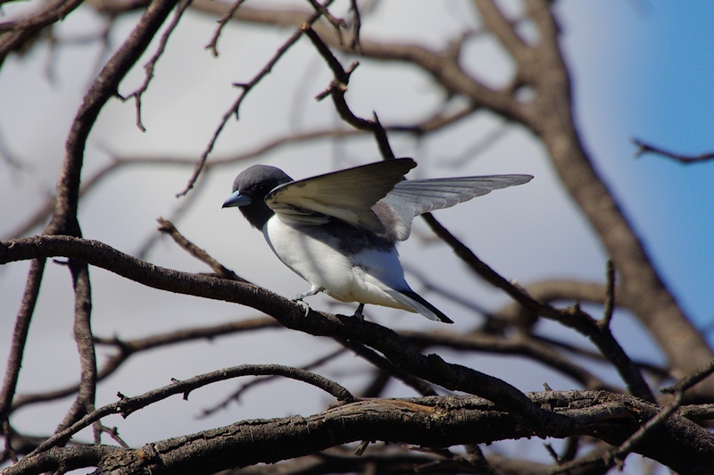  White-breasted Woodswallow (Artamus leucorynchus)