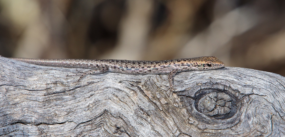  Inland Snake-eyed Skink (Cryptoblepharus australis)