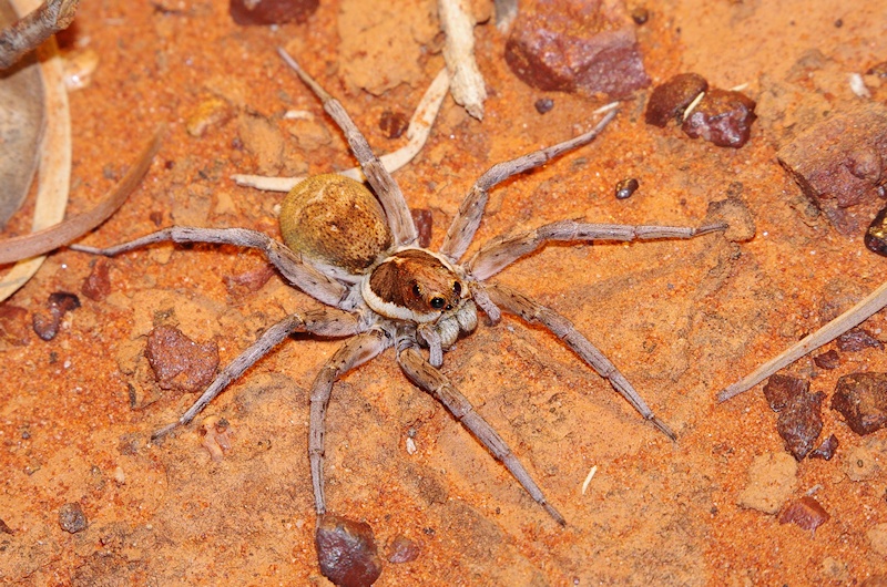  Wolf Spider (Lycosa sp.)
