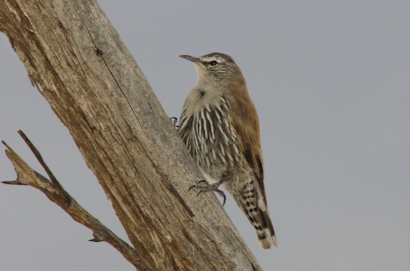  White-browed Treecreeper (Climacteris affinis)