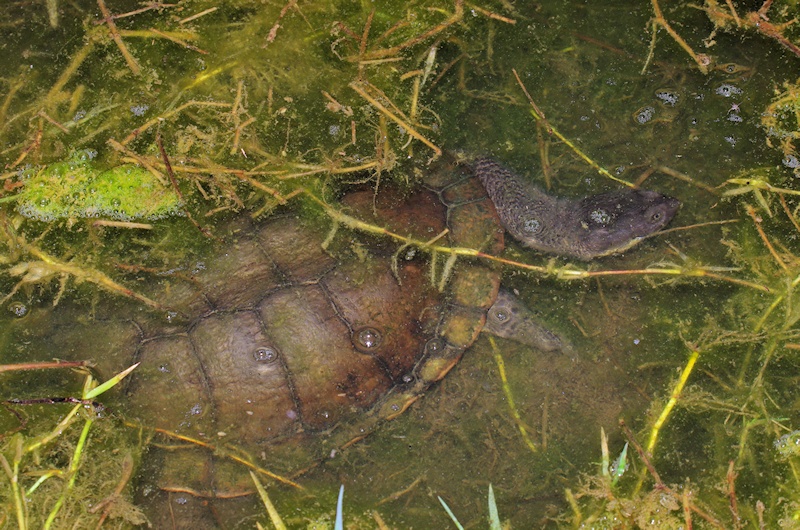  Snake-necked Turtle (Chelodina longicollis)