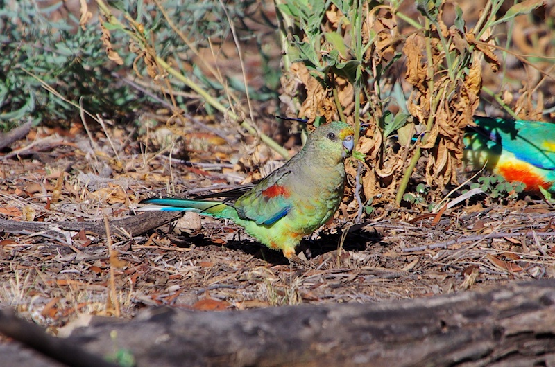  Mulga Parrot (Psephotus varius) Female