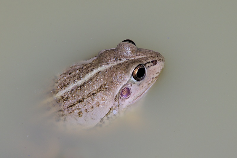  Striped Burrowing Frog (Cyclorana alboguttata)