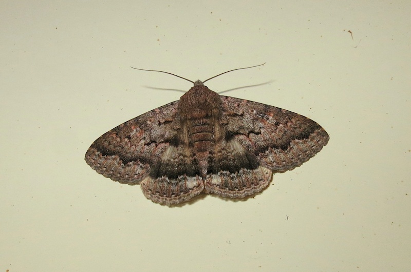  Unidentified Moth