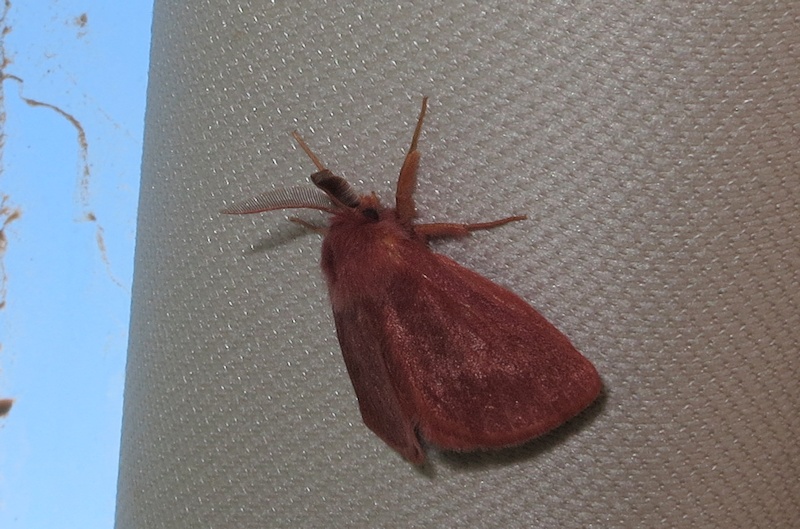  Moth sp. (Anthela phoenicias) in Chris's car