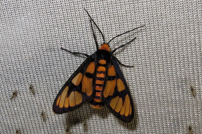  Moth sp. probably Amata humeralis