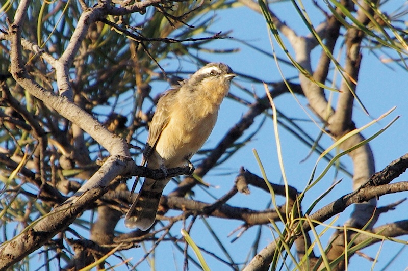  Black-eared Cuckoo (Chalcites osculans)