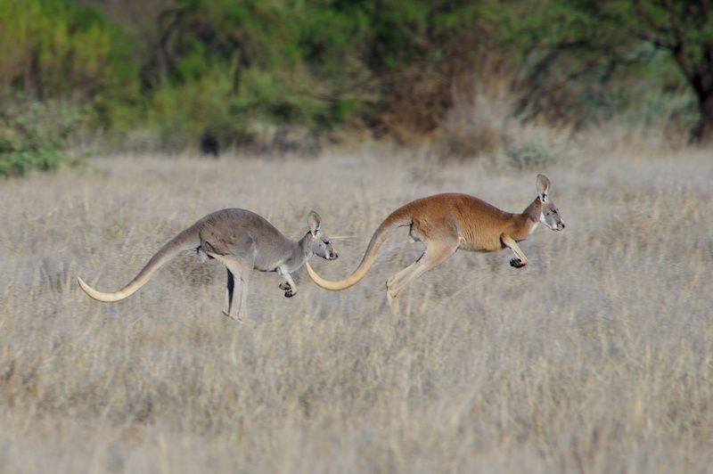  Red Kangaroos (Macropus rufus)