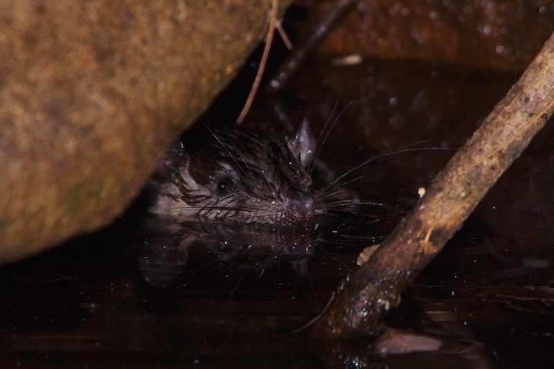  Water Rat (Hydromys chrysogaster)