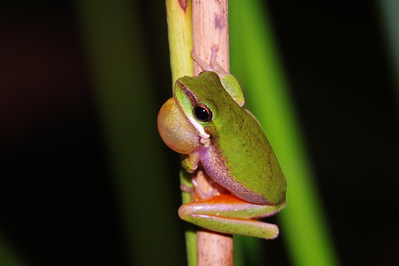  Eastern Dwarf Tree Frog (Litoria fallax) male calling