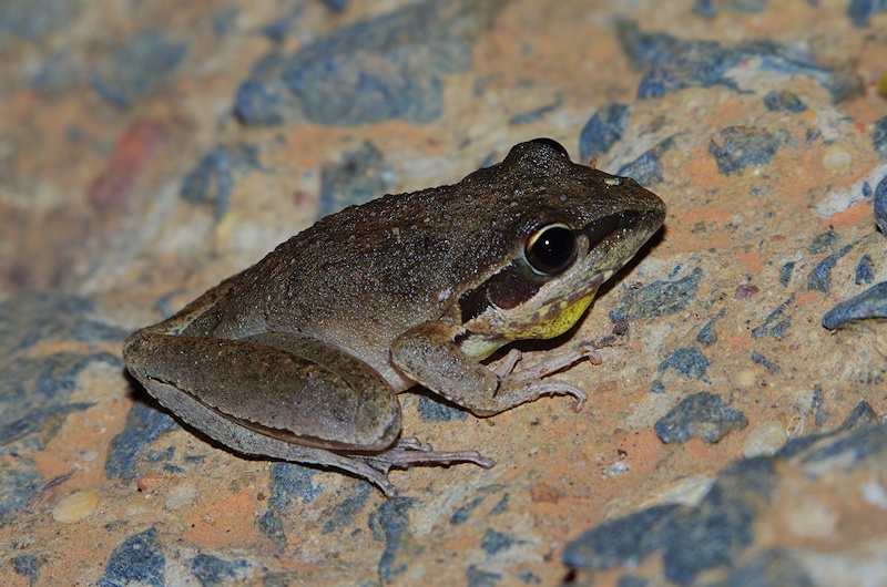  Possible Peters Frog (Litoria inermis)