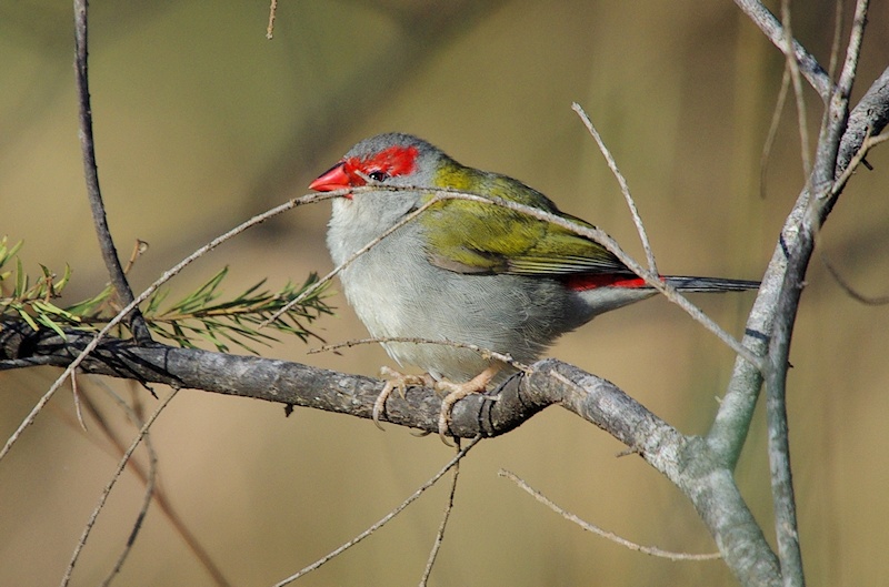  I see you Red-browed Finch (Neochmia temporalis)