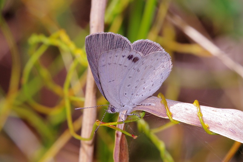  Twin Dusky-blue (Candalides geminus)