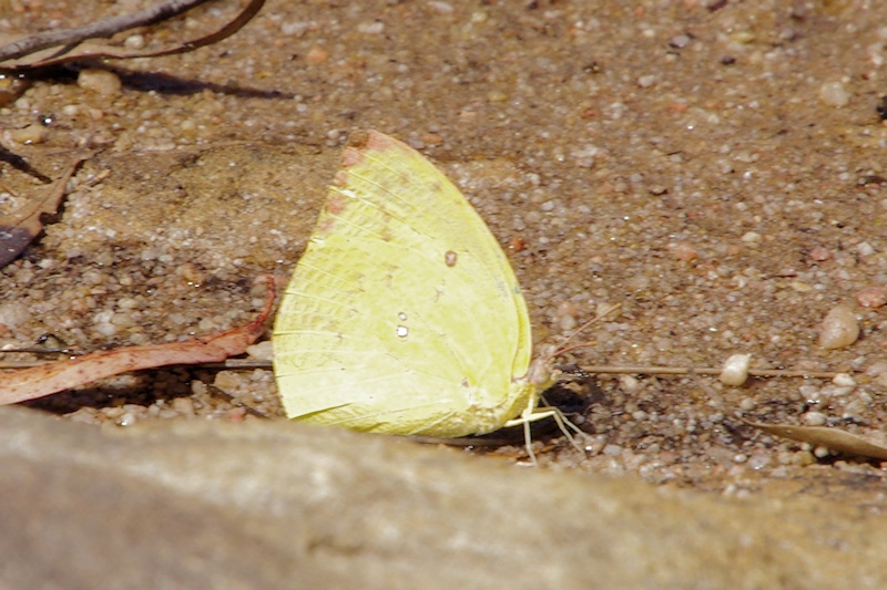  Lemon Migrant (Catopsilia pomona)